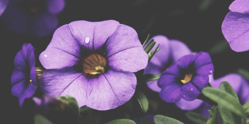 告别娱乐八卦成瘾：用数字极简主义夺回生活注意力，开启健康趣味新生活