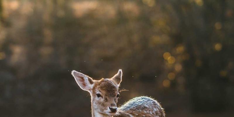 智能家居入门指南：从零开始打造你的自动化生活空间 | 科技趣闻与实用技巧